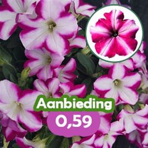 Bild von Petunia P12 "Actie" Magenta Star